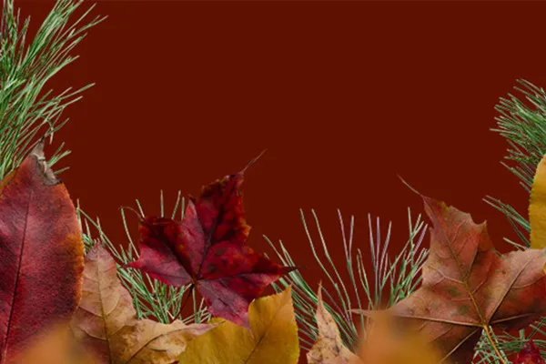 Autumnal photo frames: Needle green