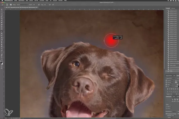 Schritt für Schritt: Hundeporträts im Studio – 9 Hintergrund einfügen