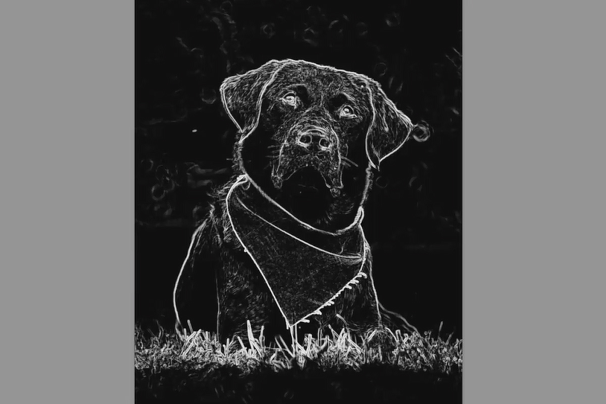 Adım adım: Açık havada köpek fotoğrafları - 9 Lightroom'da düzenleme