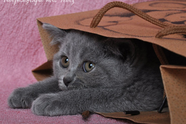 Fotografía de animales - Parte 10: Fotografía de estudio en interiores