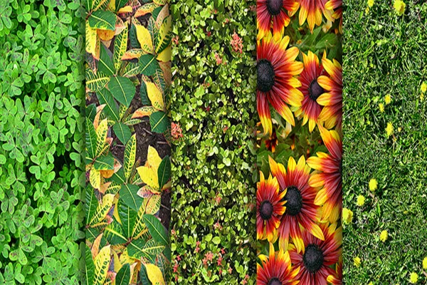 Texturenpaket - nahtlos kachelbare fotorealistische Texturen - Pflanzen 1