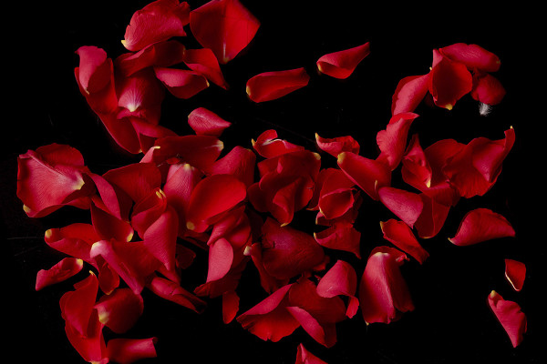 Images haute résolution, textures et superpositions : pétales de roses rouges étalés à plat 10