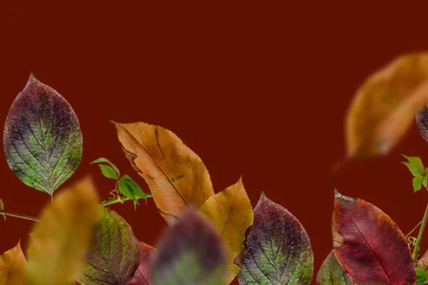Herbstliche Fotorahmen: Blätter und Nadeln