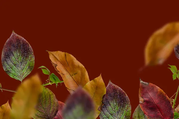 Autumn photo frames: Leaves and needles