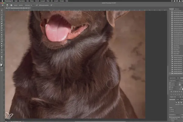 Schritt für Schritt: Hundeporträts im Studio – 10 Dodge & Burn