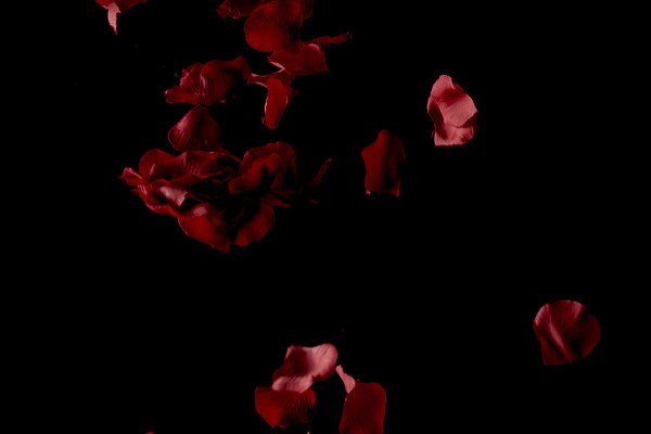Images haute résolution, textures & superpositions : pétales de roses rouges qui tombent 1