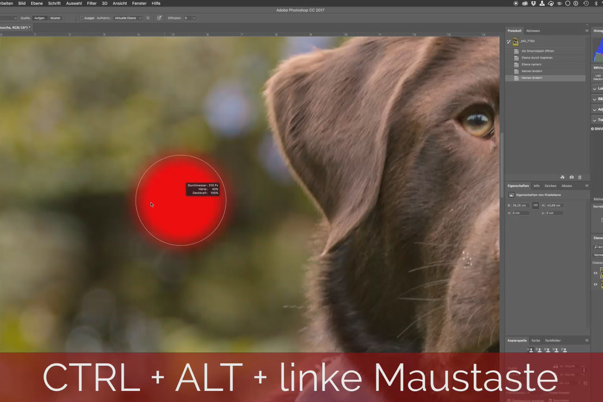 Adım adım: Açık havada köpek fotoğrafları - Photoshop'ta 10 öğeyi kaldırın.