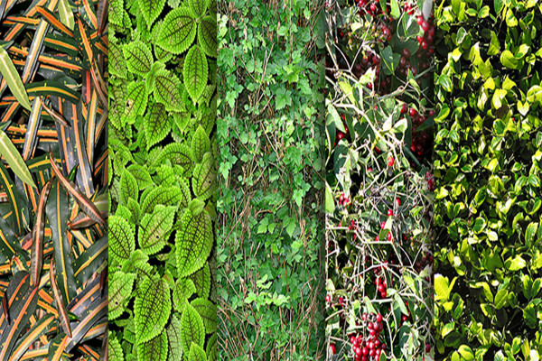 Pacchetto di texture - texture foto realistiche senza soluzione di continuità per pavimenti - Piante 2
