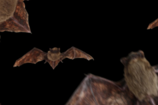 Pictures for horror and Halloween - 11 bats and witches' cauldrons