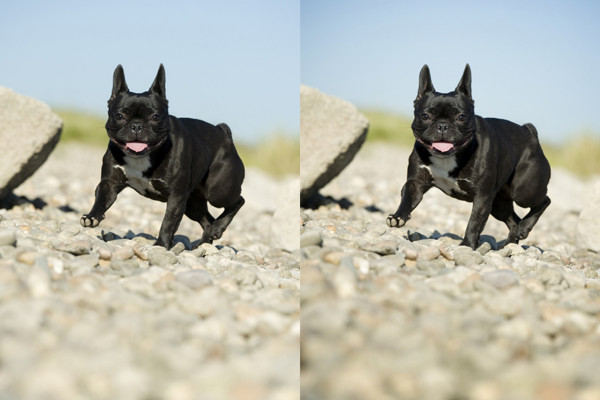 Fotografía de animales parte 12: Tratamiento de imágenes