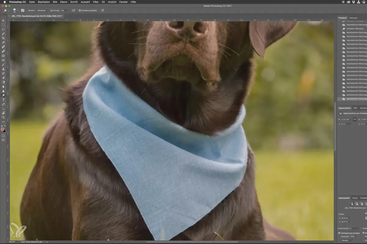 Schritt für Schritt: Hundefotos im Freien – 12 Bildlook erstellen