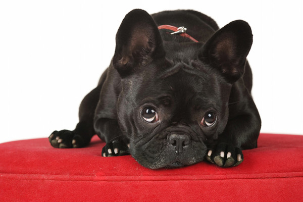 Fotografía de animales parte 13: Varios consejos generales