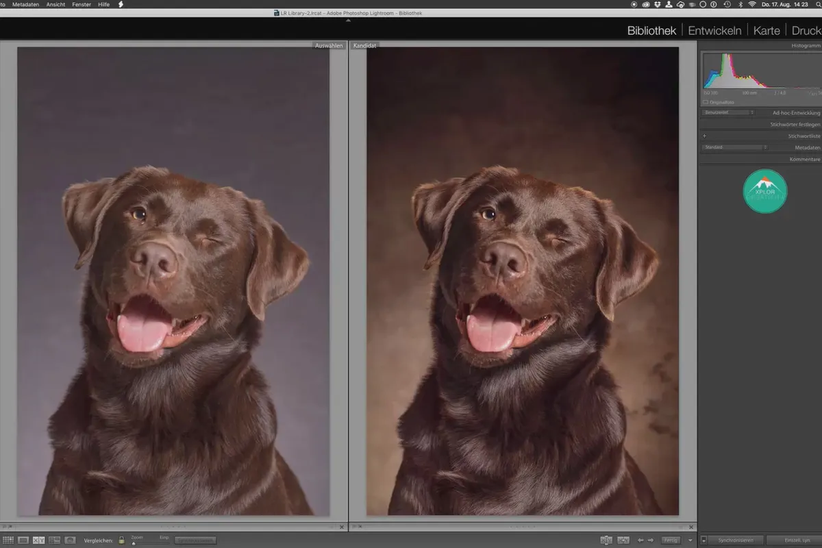 Schritt für Schritt: Hundeporträts im Studio – 13 Finale Anpassungen