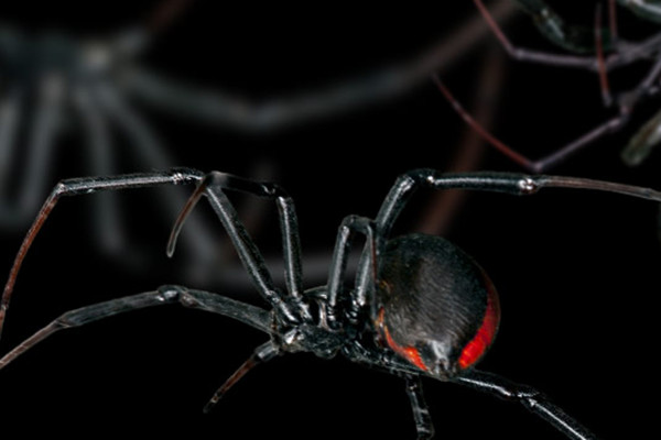 Pictures for horror and Halloween - 13 ravens and spiders