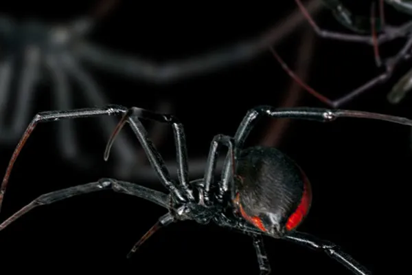 Bilder für Horror und Halloween – 13 Raben und Spinnen