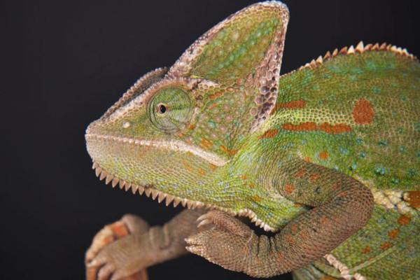 Fotografía de animales parte 14: Fotografía de reptiles