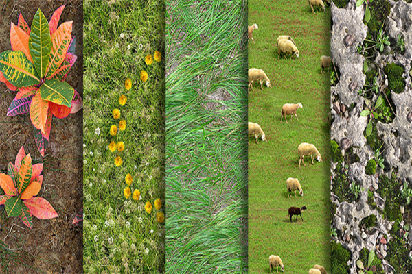 Pacchetto di texture - texture fotorealistiche senza soluzione di continuità - Piante 5