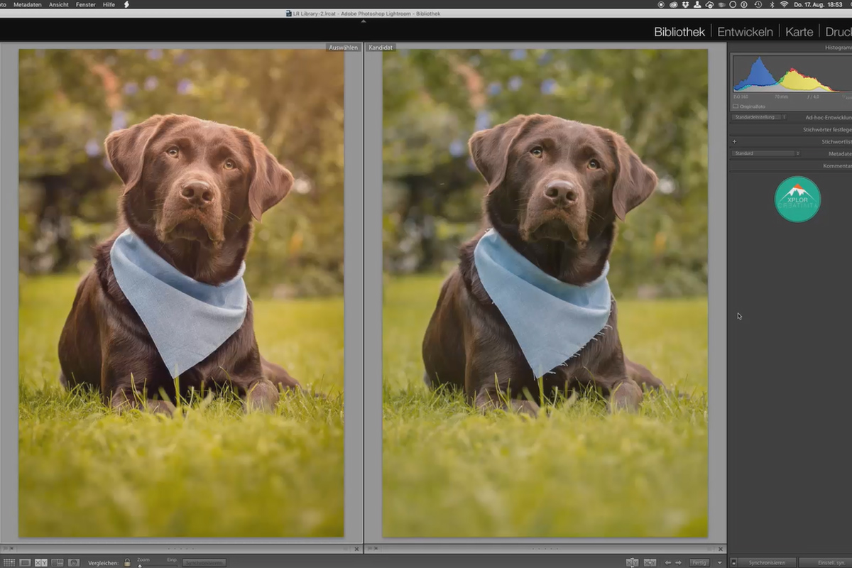 Adım adım: Dışarıda köpek fotoğrafları - 14 Lightroom'da son düzenleme