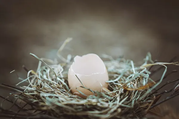 Picture of an Easter egg for magical Easter greetings: nestled in a nest