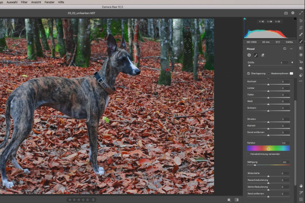 Tutorial Camera Raw: 3.2 | Ricolorare