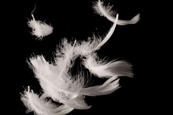 Images haute résolution, textures et superpositions : plumes blanches sur fond noir 1