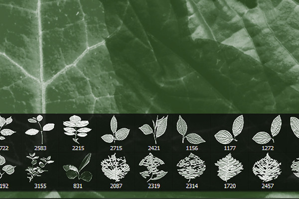 Bladborste - Set 5