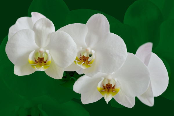Images avec des fleurs blanches : Orchidées.