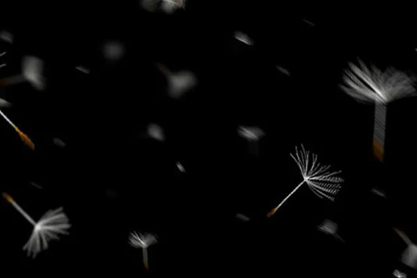 Images of dandelion paragliders against a transparent background