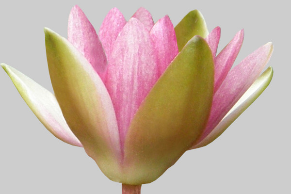 Reklameplakat Lotus Te - Del 02 - Billedredigering af enkelte objekter