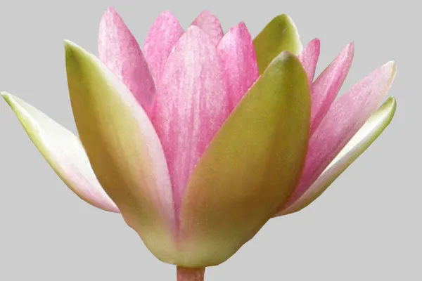 Mainosjuliste Lotus-teestä - Osa 02 - Yksittäisten kohteiden kuvankäsittely.
