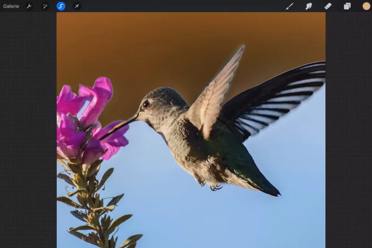 Procreate-Tutorial – Grundlagen zum digitalen Zeichnen auf dem iPad: 4.1 | Auswahlwerkzeug