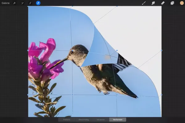 Procreate-Tutorial – Grundlagen zum digitalen Zeichnen auf dem iPad: 4.2 | Transformation