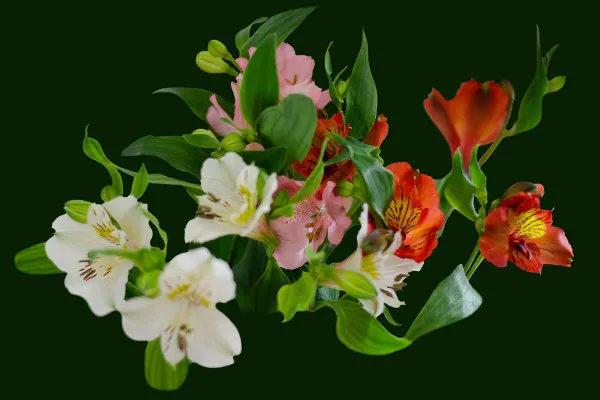 Pictures of alkali lilies (alstromerias): single flowers