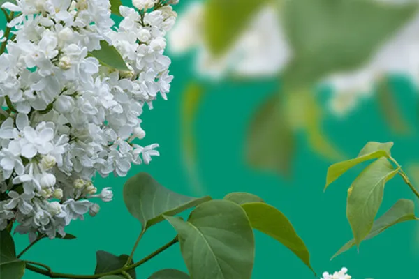 Images with white lilac against a transparent background