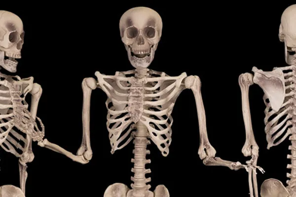 Bilder für Horror und Halloween – 1 Menschliche Skelette