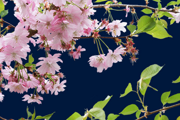Images with cherry blossoms on branches against a transparent background