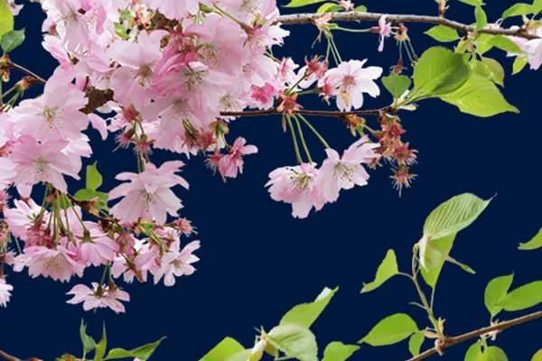 Bilder mit Kirschblüten an Zweigen vor transparentem Hintergrund