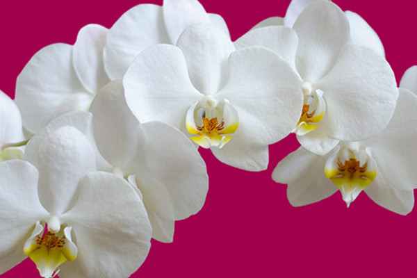 Immagini con orchidee su sfondo trasparente: fiori bianchi