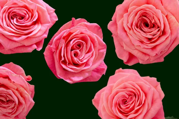 Pink/salmon roses: single flowers
