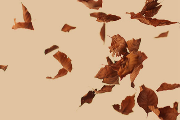 Images haute résolution, textures et superpositions : feuilles d'automne tombantes 1