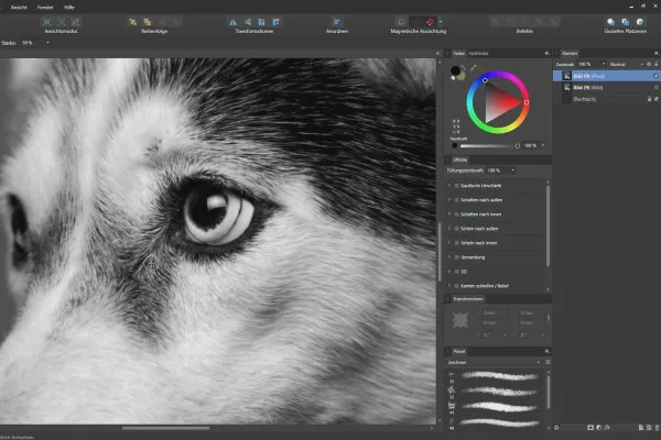 Affinity Designer - Ohjevideo – Perusteet: 6.5 | Sumennustyökalu