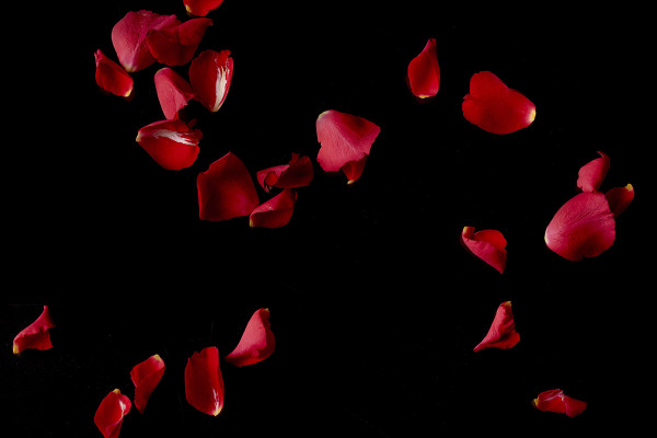 Images haute résolution, textures et superpositions : pétales de roses rouges tombantes 2