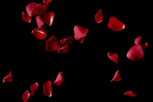 Hochaufgelöste Bilder, Texturen & Overlays: fallende Rosenblätter von roten Rosen 2