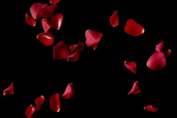 High-resolution images, textures & overlays: falling rose petals of red roses 2