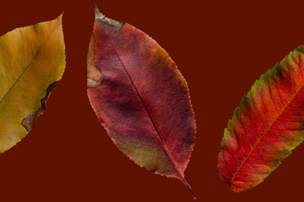 Photos de feuilles d'automne isolées: du jaune automnal au rouge feu