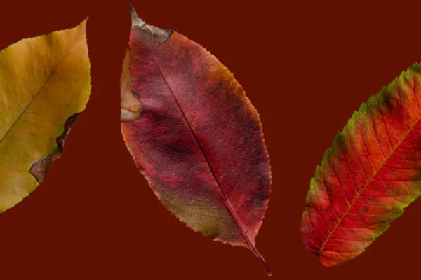 Freigestellte Herbstblätter-Fotos: von Herbstgilb bis Feuerrot