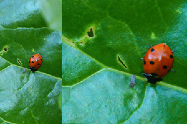 Photoshop-åtgärd: Supert-Zoom