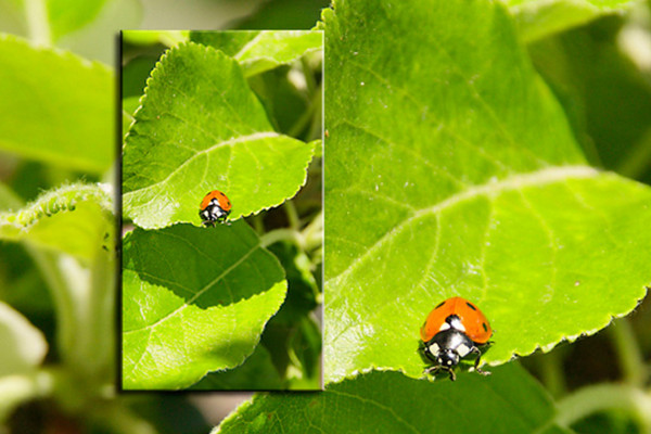 Photoshop-åtgärd: Rätt klipp för Photoshop och Photoshop Elements
