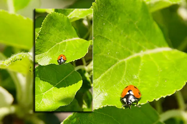 Photoshopi tegevus: õige lõige Photoshopile ja Photoshop Elementsidele.