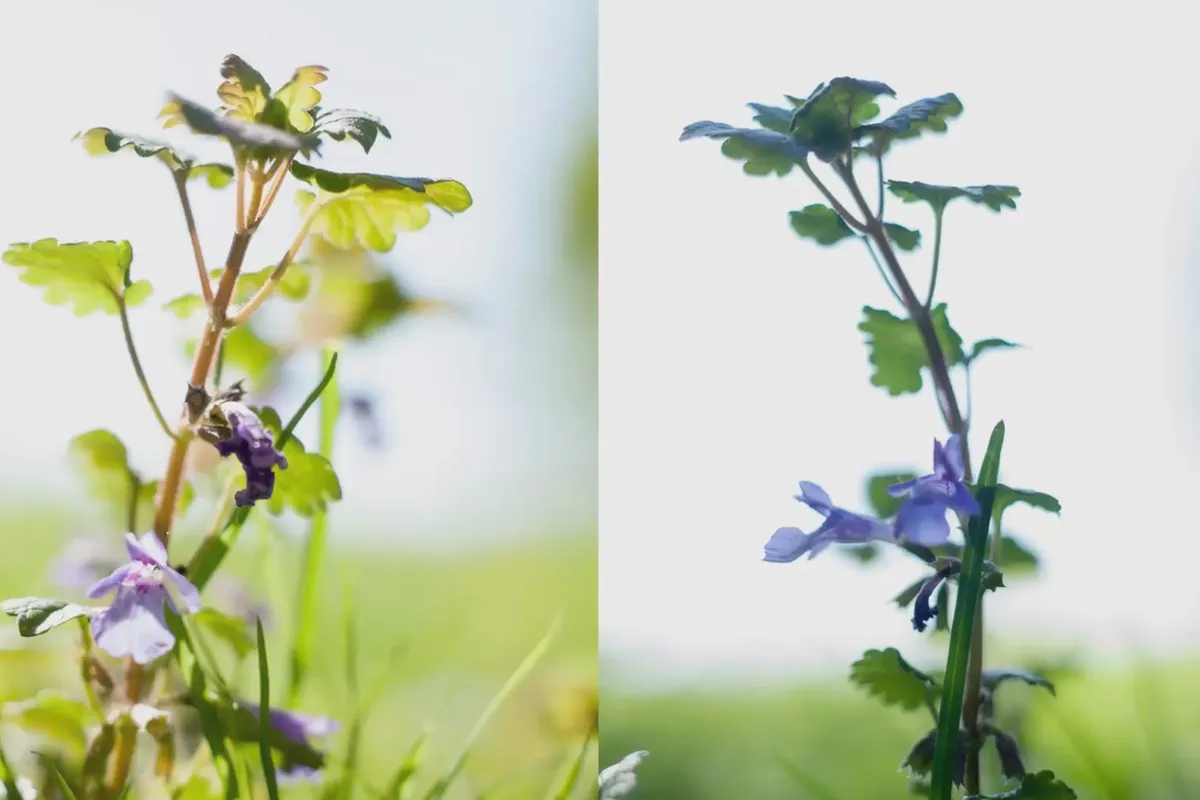 Fotografieren lernen – der große Fotografie-Kurs: 10.2 Hartes oder weiches Licht?